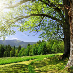 Кошка Ласка