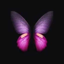 Butterfly Black