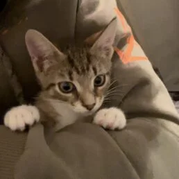 А. А. Горчев