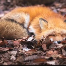 Хельга Долохова