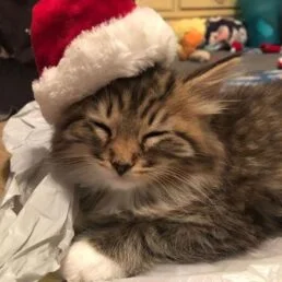 Мари Кетчер