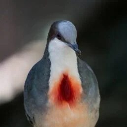 Софико Рязанова